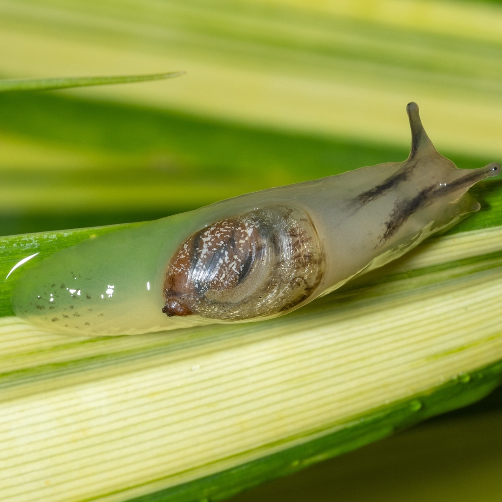 Succinea tenella