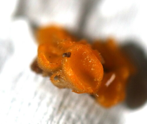 Representative image of Cheilymenia pulcherrima