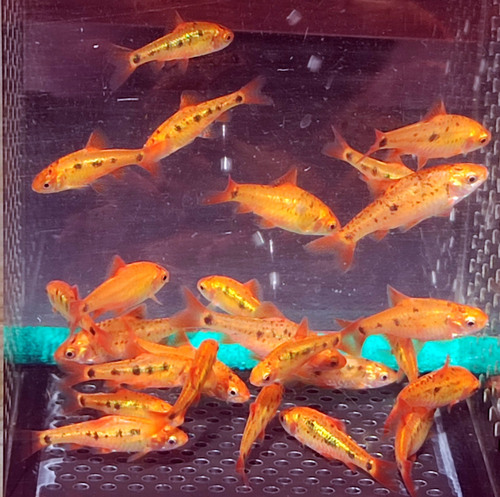 Đàn cá barb vàng màu cam trong bể nuôi