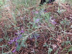 Astragalus suffruticosus