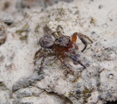 Mexigonus morosus