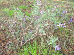 Astragalus suffruticosus
