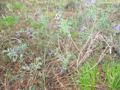 Astragalus suffruticosus