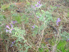 Astragalus suffruticosus