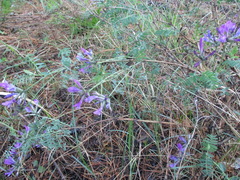 Astragalus suffruticosus