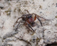 Mexigonus morosus