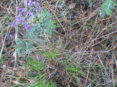 Astragalus suffruticosus