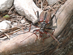 Oxymirus cursor