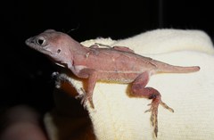 Anolis hispaniolae