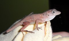 Anolis hispaniolae