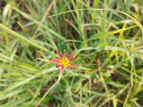 Tragopogon crocifolius (Tragopogon crocifolius)