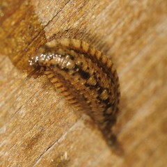 Placobdella hollensis