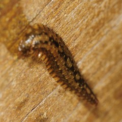 Placobdella hollensis