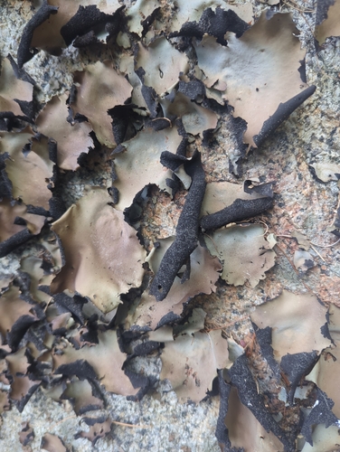 Smooth Rock Tripe