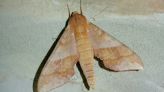 Darapsa choerilus