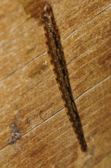 Placobdella hollensis