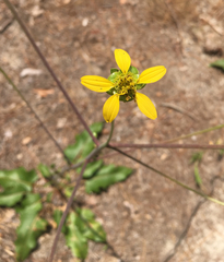 Silphium compositum compositum