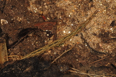 Placobdella hollensis