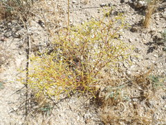 Chorizanthe brevicornu