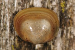 Sphaerium rhomboideum