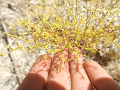 Chorizanthe brevicornu