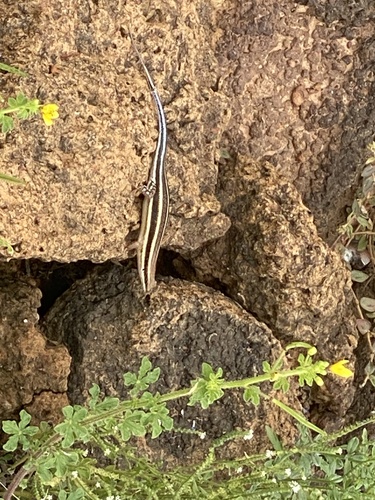 African Five-lined Skink