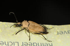 Trigonarthris subpubescens