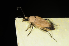 Trigonarthris subpubescens