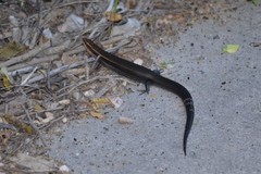 Plestiodon tetragrammus