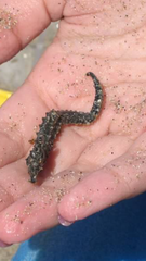 Syngnathidae