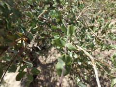 Lonicera interrupta