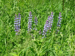 Lupinus perennis