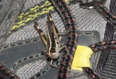 Macrotona securiformis