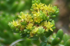 Sedum × rubrotinctum