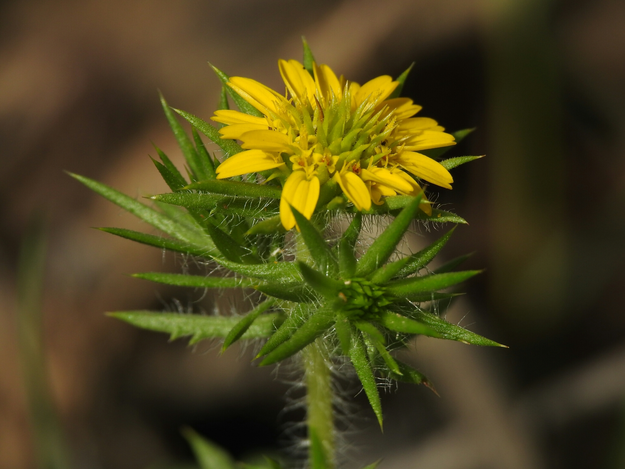 Centromadia pungens