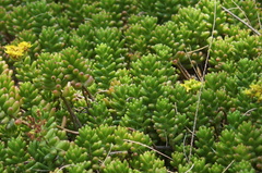 Sedum × rubrotinctum