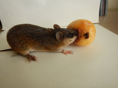 Echymipera kalubu