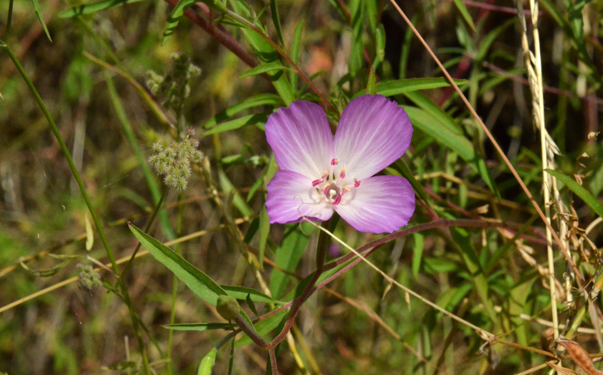 Clarkia amoena ssp. lindleyi