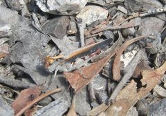 Austroicetes