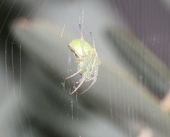 Araneus circulissparsus