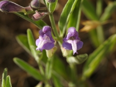 Scutellaria siphocampyloides