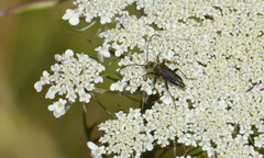 Toxoleptura vexatrix