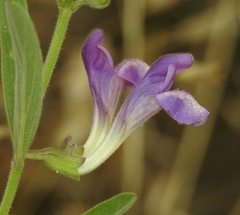 Scutellaria siphocampyloides