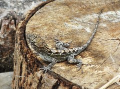 Anolis hispaniolae