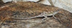 Anolis hispaniolae