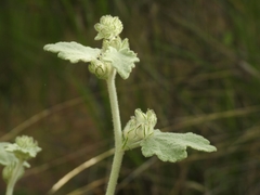 Malacothamnus fremontii