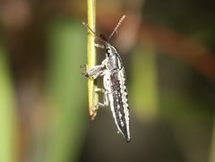 Rhinotia lineata