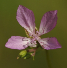 Clarkia modesta