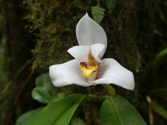 Maxillaria grandiflora