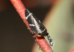Eurymeloides bicincta